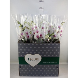 Phalaenopsis  'Red Lips'