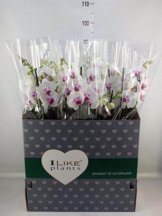 <h4>Phalaenopsis  'Red Lips'</h4>