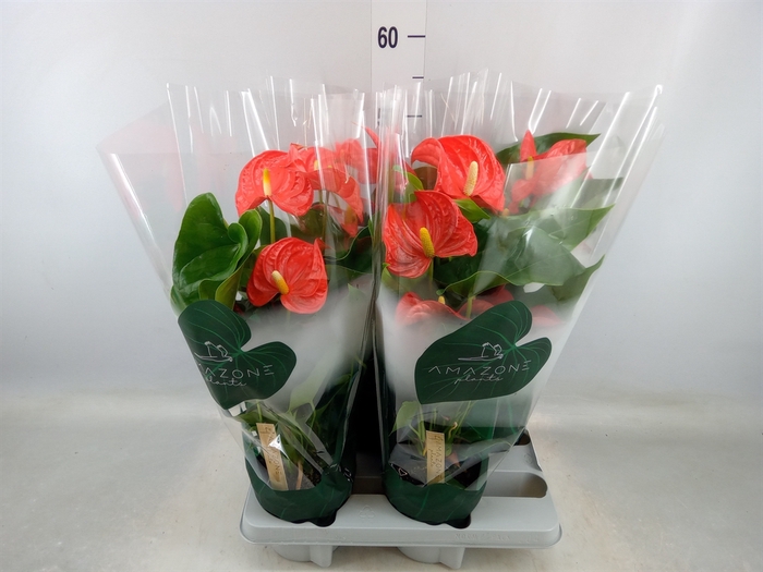 <h4>Anthurium andr. 'Florida'</h4>