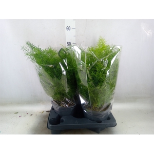 Asparagus dens. 'Sprengeri'