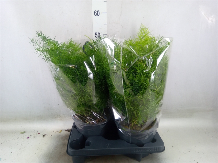 <h4>Asparagus dens. 'Sprengeri'</h4>