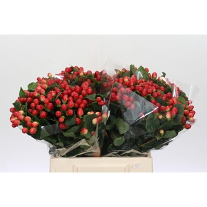 Hypericum True Romance