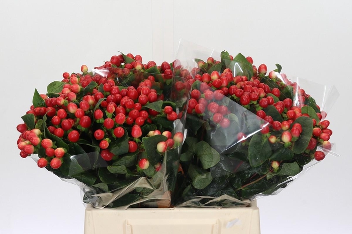 <h4>Hypericum True Romance</h4>