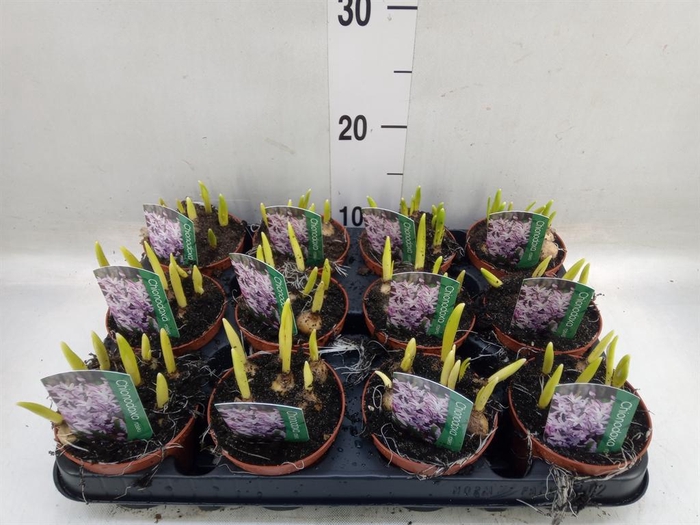 <h4>Chionodoxa   ...</h4>