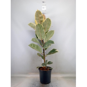 Ficus elastica 'Tineke'