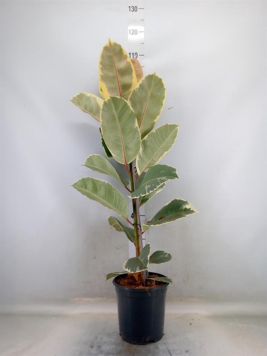 <h4>Ficus elastica 'Tineke'</h4>