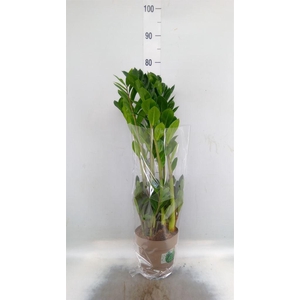 Zamioculcas zamiifolia