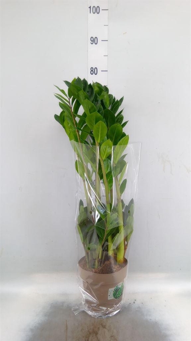 <h4>Zamioculcas zamiifolia</h4>