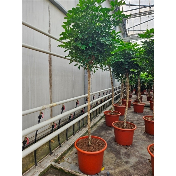 <h4>Schefflera arboricola 'Compacta'</h4>