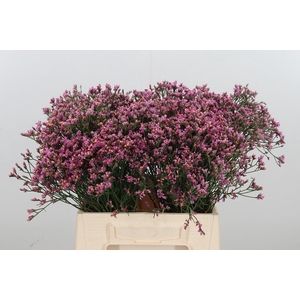 Lim Sin Tiffany Diam