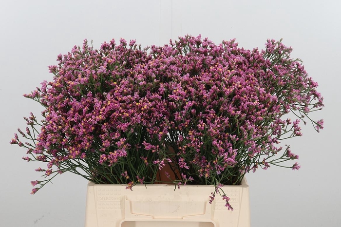 <h4>Lim Sin Tiffany Diam</h4>