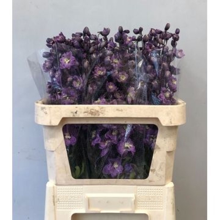 <h4>Delphinium Pink Floyd</h4>