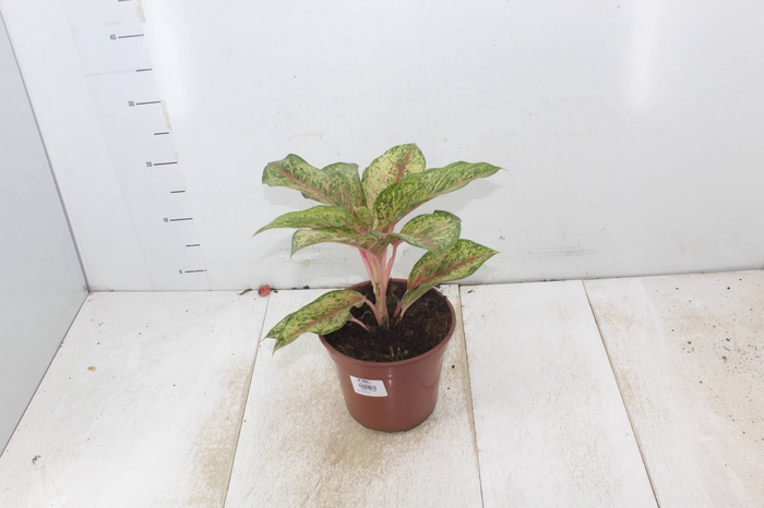 <h4>AGLAONEMA KARAT P17</h4>