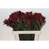 Leucadendron Blush Spray