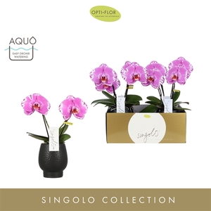Singolo & Co Victorio in Abruzzo Black Aquo