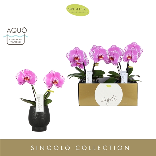 <h4>Singolo & Co Victorio in Abruzzo Black Aquo</h4>