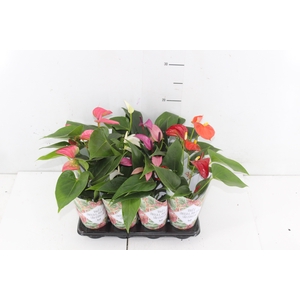 ANTHURIUM VARIADO P06