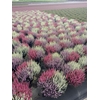 Calluna vulgaris 23cm Beauty Lady® 'Trio'