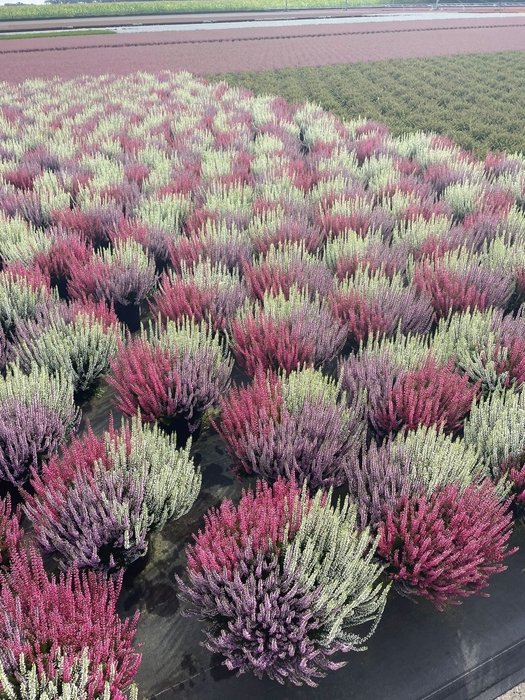 Calluna vulgaris 23cm Beauty Lady® 'Trio'