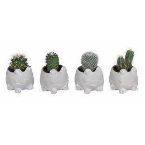CACTACEAE p6 L67519