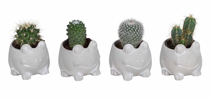 <h4>CACTACEAE p6 L67519</h4>