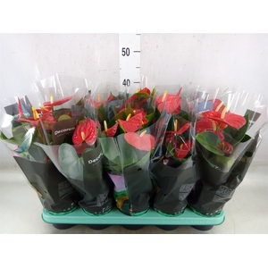 Anthurium andr. 'Easy Red'