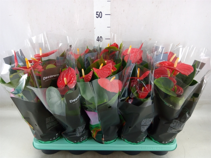 <h4>Anthurium andr. 'Easy Red'</h4>