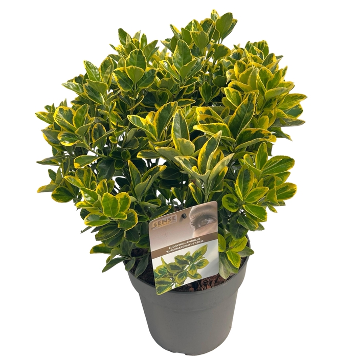 <h4>Euonymus jap. 'Aureomarginatus' sense</h4>