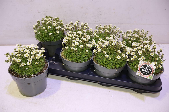 <h4>Saxif Arendsii</h4>