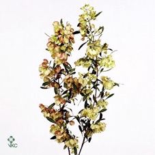 <h4>Dodonaea Viscosa</h4>