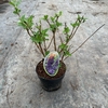 Buddleja Empire Blue