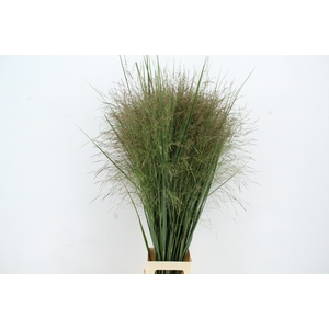 GRAS PANICUM THUNDERCLOUD