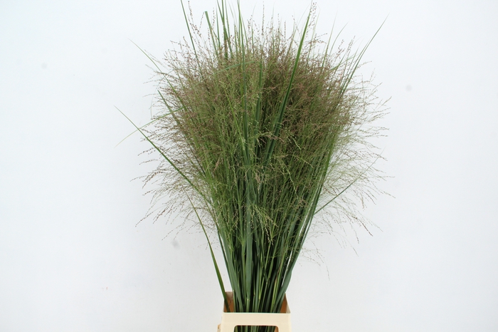 <h4>GRAS PANICUM THUNDERCLOUD</h4>