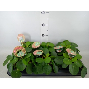 Pilea peperomioides