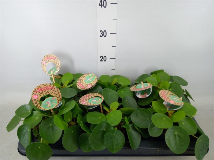 <h4>Pilea peperomioides</h4>