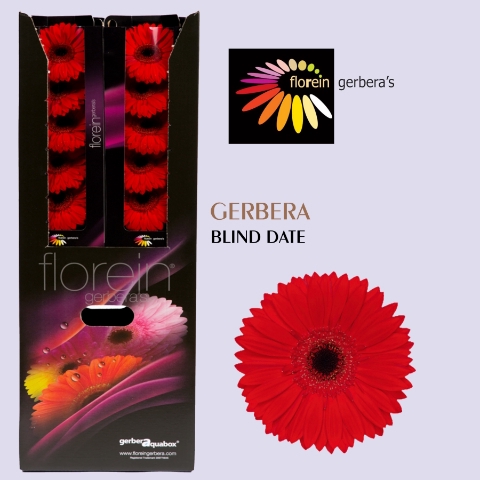 <h4>Gerbera Blinddate Aquabox</h4>