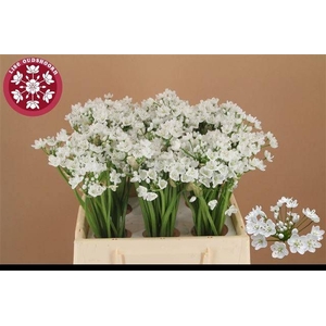 ALLIUM FLOCON