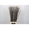 Salix Caprea Snow Flake Premium