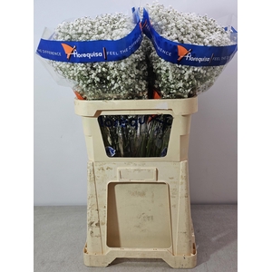 GYPS PA WHITE FORCE SUPER