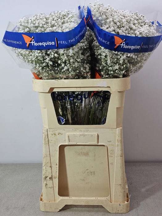 <h4>GYPS PA WHITE FORCE SUPER</h4>