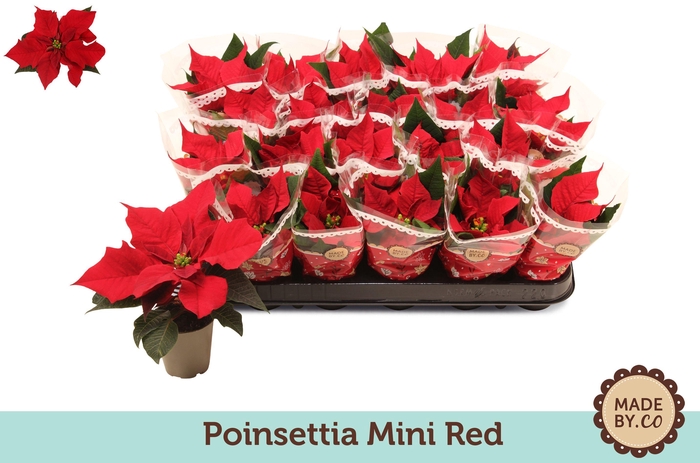 <h4>Euph P Christmas Feelings Red 1+</h4>