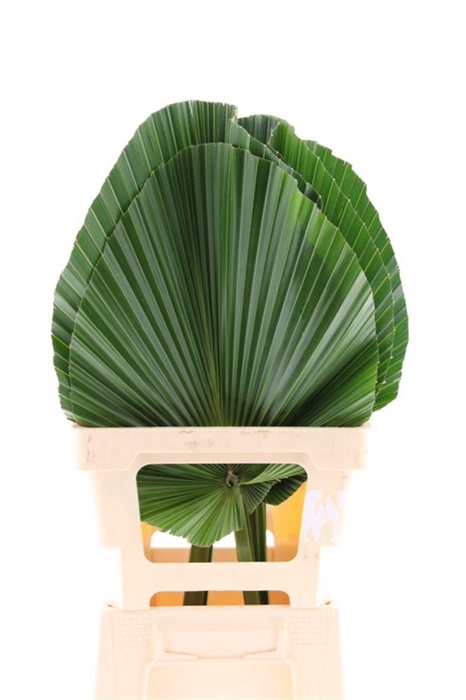 <h4>Livingstona Cut Xl</h4>