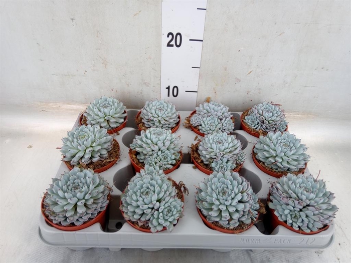 <h4>Echeveria cuspidata</h4>