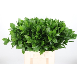 RUSCUS HYPOPHYLLUM 70 CM