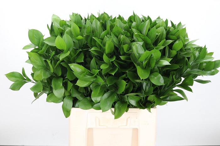 <h4>RUSCUS HYPOPHYLLUM 70 CM</h4>