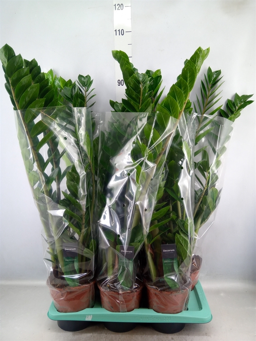 <h4>Zamioculcas zamiifolia</h4>