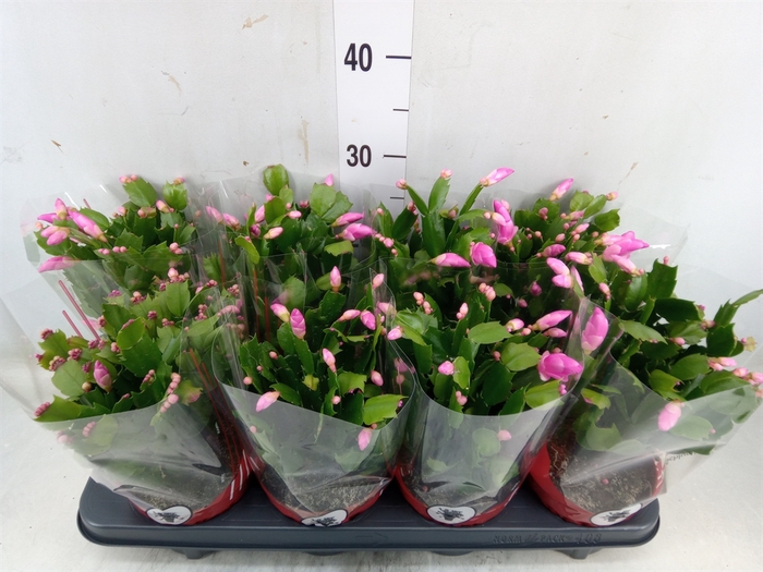 <h4>Schlumbergera   ...</h4>