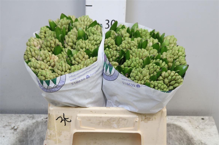 <h4>Hyac China Pink</h4>