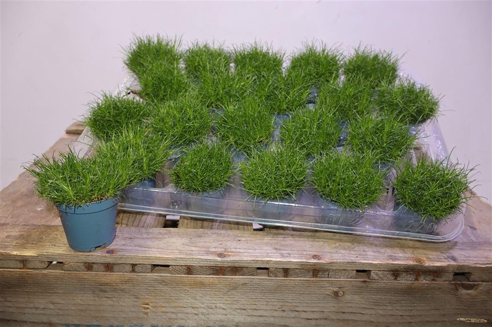 <h4>arr8 Sagina Grass Green</h4>