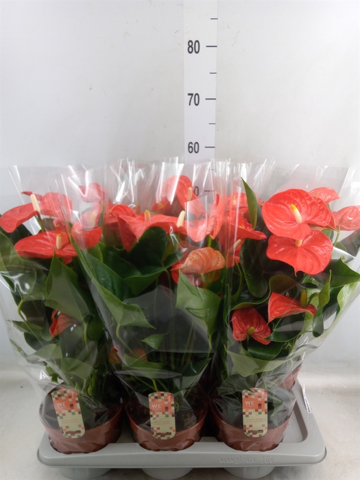<h4>Anthurium andr. 'Sierra Orange'</h4>